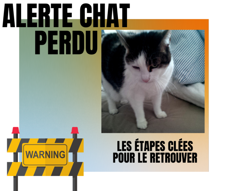 Chat Perdu Dans Le Morbihan 56 Comment Le Retrouver Rapidement